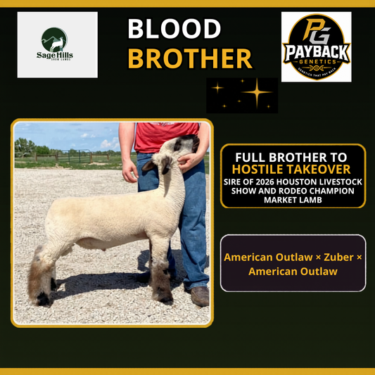 Blood Brother frozen ram semen from Payback Genetics