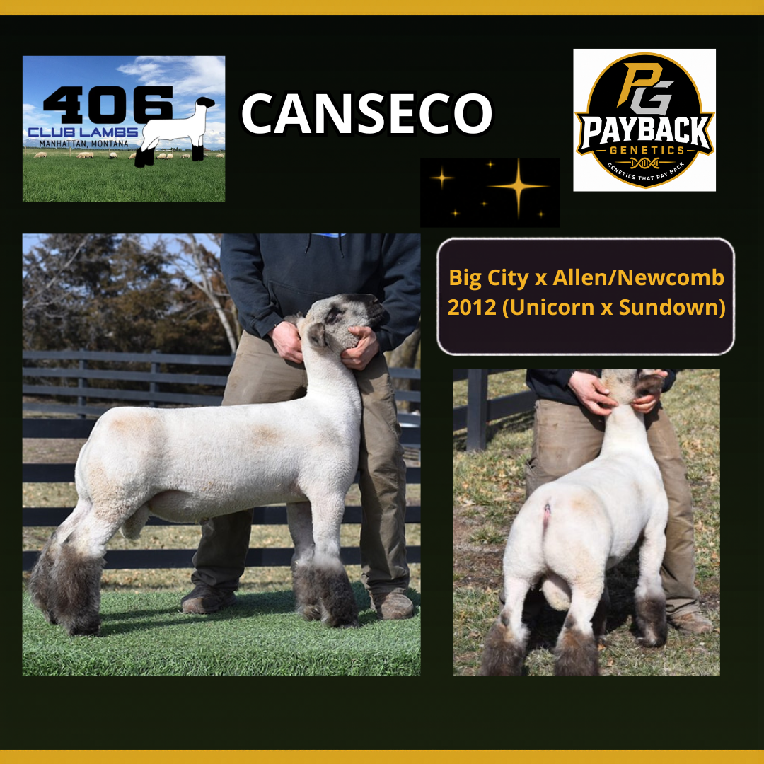 Canseco frozen ram semen from Payback Genetics