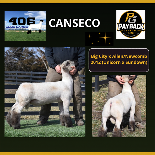 Canseco frozen ram semen from Payback Genetics