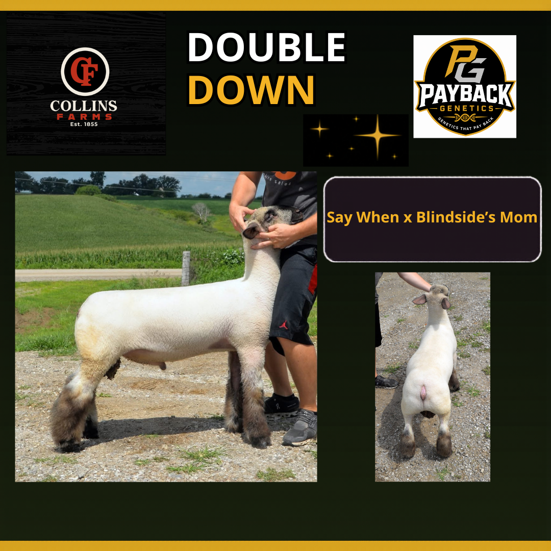 Double Down frozen ram semen from Payback Genetics