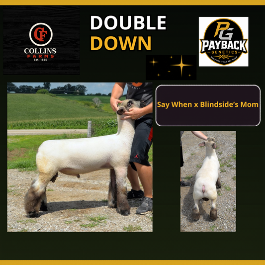 Double Down frozen ram semen from Payback Genetics