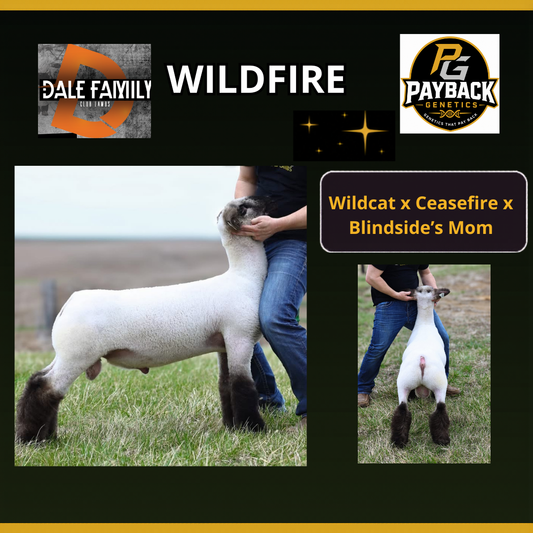 Wildfire frozen ram semen from Payback Genetics